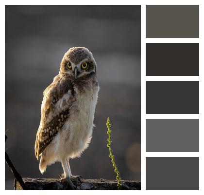 Burrowing Owl Bird Owl Image